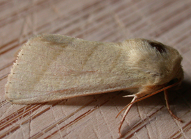 Tobacco Sun Moth